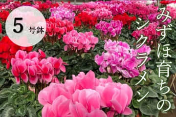 東京都瑞穂町から彩りとぬくもりをお届け 「みずほ育ちのシクラメン」の販売を開始