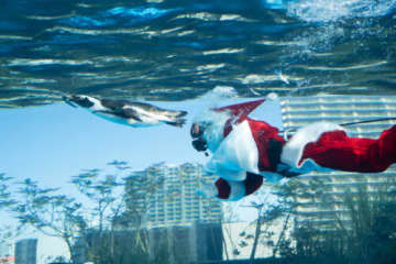 水槽にサンタダイバーが登場　サンシャイン水族館のクリスマスイベント