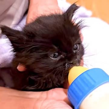 公園に捨てられ、カラスに狙われていた黒猫の赤ちゃん→保護された結果…思わず感動の『素敵な展開』が46万再生「涙が出る」「元気に育ってね」