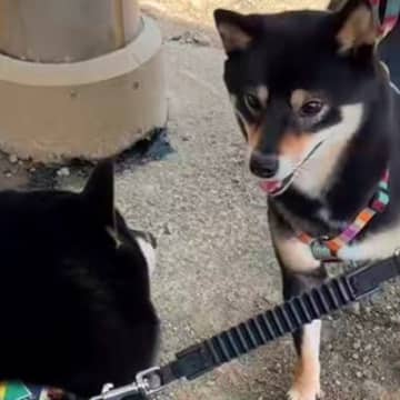 ドッグランに犬を連れていった結果→偶然『似ている犬』を見かけて…衝撃的な『奇跡すぎる展開』が34万再生「涙出そう」「素敵な再会」と絶賛
