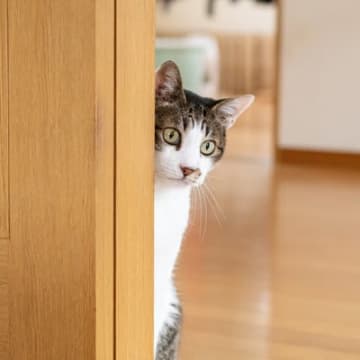 猫に『逃げられてしまう人』がしているNG行動4選　距離を取られる原因や正しい接し方もご紹介