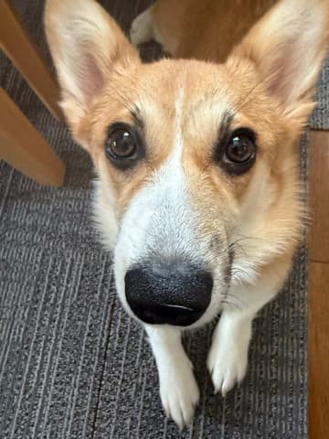 好奇心旺盛で甘えん坊な生後5か月のコーギー子犬→1才になり社交的でフレンドリーなコに、今では家族の“原動力”