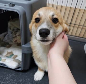おとなしくて控えめだったコーギー子犬　1才になり見せた“内弁慶ならではの可愛い変化”にほっこり