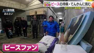 アザラシオイルが救った病ーとべ動物園のアイドル・ピースが１０年来のてんかん発作から解放される奇跡　#とべとべZOO【愛媛発】