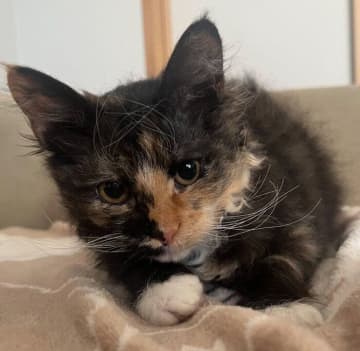 “キュルキュルンな顔”が可愛い子猫が1才に　堂々たる佇まいと“立派なヒゲ”で、人々を魅了するコに成長！