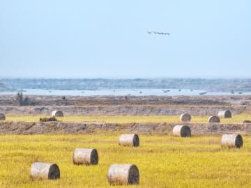田んぼに「巨大ロールケーキ」、SNSで話題の撮影スポットに　中国山東省