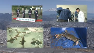 陸上養殖に勝機は？クエタマにドウマンガニ…異業種から続々”参戦”　社会動態が変化する中で本業以外の新たな収益の柱を目指し　カギは天然魚との差別化