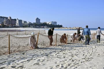 白良浜、砂ネットで冬支度　温泉街の飛散防止、和歌山