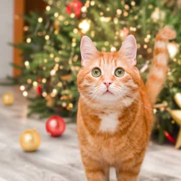 猫のイタズラから『クリスマスツリー』を守る方法5選　壊されないために取るべき対策とは？