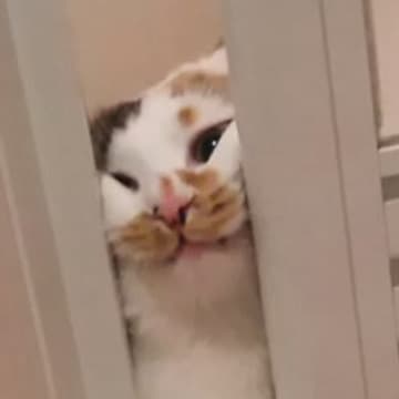お風呂から出たい猫ちゃん→ドアの隙間から…必死な様子がかわいすぎると５万いいね「シッ俺だ助けに来た」「すんごい顔してるｗ」と話題