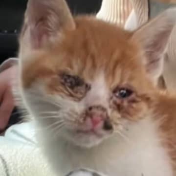 置き去りにされていた『目が開かない子猫』→保護された結果…見違える変化に涙が出ると66万再生「泣いてしまった」「とっても素敵」
