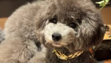 宇野昌磨、五輪メダルと愛犬の写真で“大喜利”　ネットからも回答続々「おもしろさは金メダル」