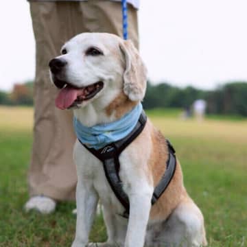 犬が旅行先で感じるストレスとその対処法｜愛犬連れ旅行で気をつけるポイント