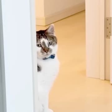 『1日不在だったパパ』が帰宅すると…普段は塩対応なネコが見せた『驚きの行動』に「ジーンときた」「寂しかったんだねｗ」と反響