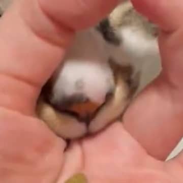 愛猫に流行りの『おやつチャレンジ』をしてみたら…想像以上に『可愛すぎる展開』が90万表示「マズルが尊い」「強行突破派ｗ」