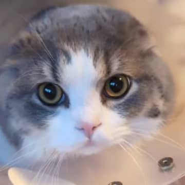 エリザベスカラーに『耳が埋まっていた猫』→次の瞬間…かわいすぎる光景が62万再生「何回も見てしまった」「ピョコッピョコッ」