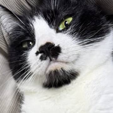 友達に『ネコのお腹が見たい』と言われて…ひっくり返してみた結果→予想外のリアクションに１万いいね「よかろう」「全員かわいい」