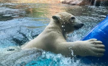 ズーラシアで順番待ち　ホッキョクグマ「ライ」が大興奮の“誕生日プレゼント”とは