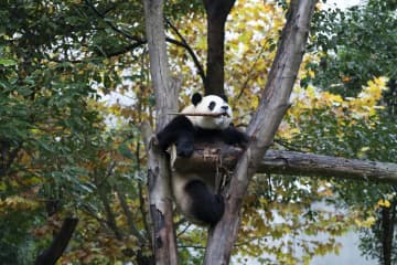 パンダの福宝、木の上でのんびり食事　中国四川省