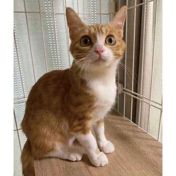 弱っているところを保護された野良の子猫　お迎え当時は心配なこともあったけれど、2年後には立派に成長！