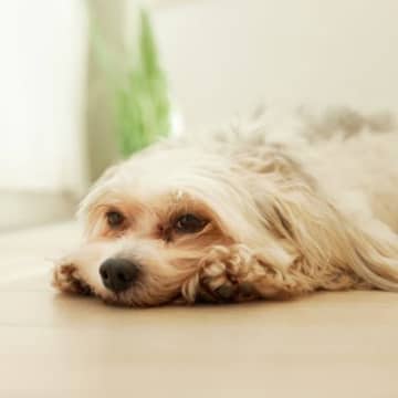 犬が『しょんぼり』しているときの心理5つ　なぜ落ち込んでしまうの？愛犬を元気づける方法まで