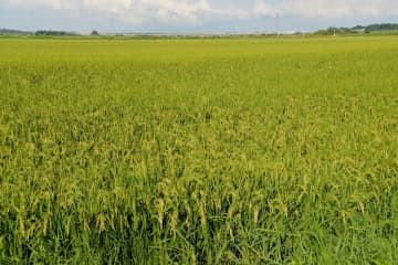 安価な密輸米を国産と偽り摘発…日本の〝コメ騒動〟がベトナム農政揺るがす大事件に！