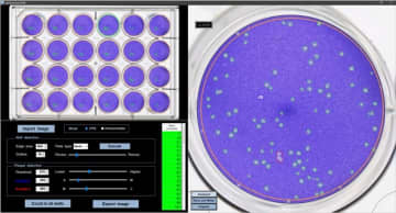 病原ウイルスの感染力を効率的に数値化できるソフトウェア「plaQuest」を開発