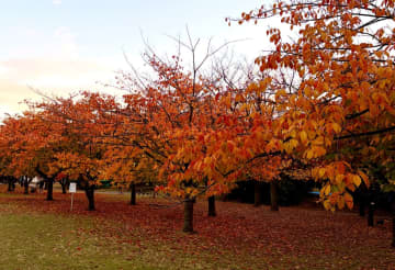 短い秋の美しさ、今のうちにめいっぱい堪能しよう！
