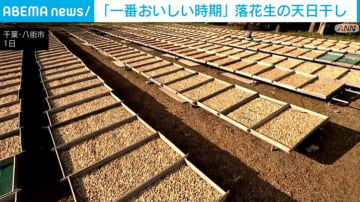 「一番おいしい時期」落花生を天日干し ところ狭しと敷き詰められ一面“黄金色”に