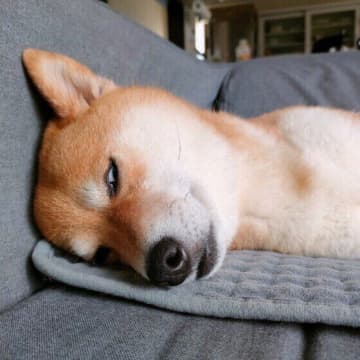 犬が白目をむいて寝るのはなぜ？　その理由と寝ているときの行動の意味を解説