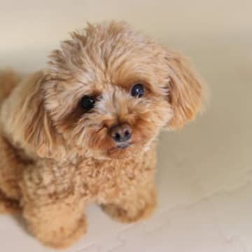 犬が『甘え鳴き』してきたときのタブー行為４選　甘えているかどうかを判断する方法や正しい接し方まで