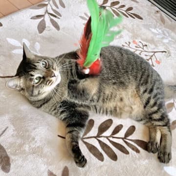 大きな声で叱るのは絶対NG！猫にやってはいけない4つのこと