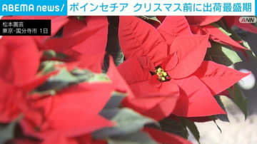 色鮮やかな「ポインセチア」 クリスマスを前に出荷最盛期