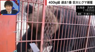 檻パンパン…過去最大級380キロの巨大ヒグマを捕獲 ハンターも驚愕「50年近くやっていて初めて見た」「こんなのに出くわしたら一巻の終わり」
