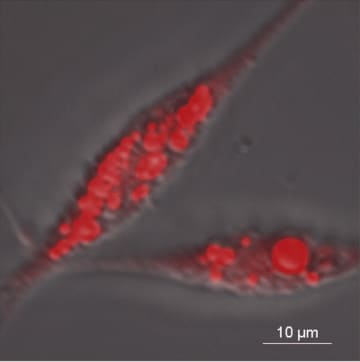 世界初、ウナギの脂を連続生産できる細胞の樹立に成功