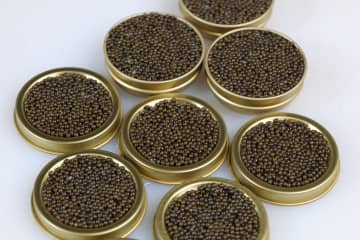 小さな県がキャビアで存在感、全国の4％生産　中国・山東省臨朐県