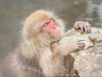 職人「温泉ザルを和菓子にしました」　練り切りで表現すると？「粋だな」「年末年始に欲しい」