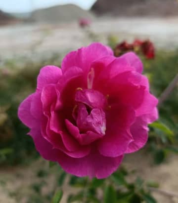 中国・甘粛省蘭州市、成熟したバラ産業チェーンを確立