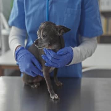 老犬に多い『8つの病気』シニア期に気をつけたい症状や早期発見のポイントとは?