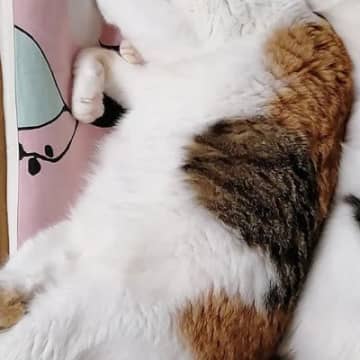 箱の中でぴったりと寄り添って眠っていた『姉妹ネコ』…尊すぎる『シンクロ寝』に癒される人続出「めっちゃ良い」「寝顔は秘密w」