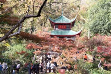 岳麓山の愛晩亭を彩る鮮やかなカエデ　中国・湖南省長沙市