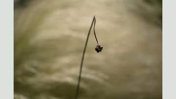 岡本洋子写真展「新・植物百景」、ニコンプラザ東京・大阪を巡回。植物の成長や季節変化を捉える