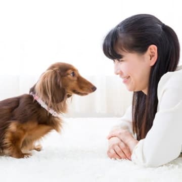 犬が『飼い主をじーっと見つめる』理由5つ　どんな意味があるの？凝視してきたときの注意点まで