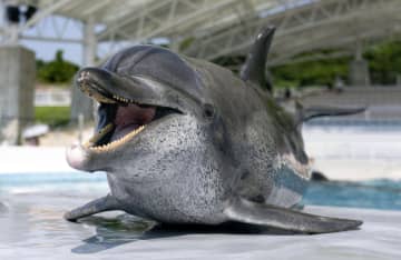 イルカの「オキちゃん」死ぬ　75年沖縄海洋博でショーに出演