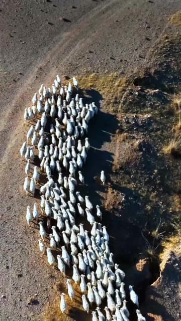 冬に備え、ヒツジ6万匹が大移動　中国内モンゴル自治区