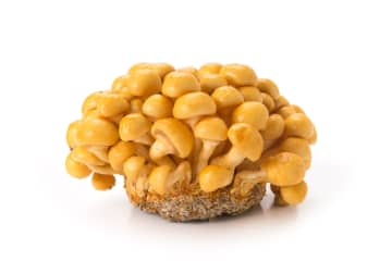 なめこのNGな使い方６選…“洗わない”は危険？正しい扱い方を解説