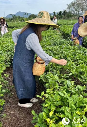 【旅するG姐～海南編4～】海南省で茶摘み体験！