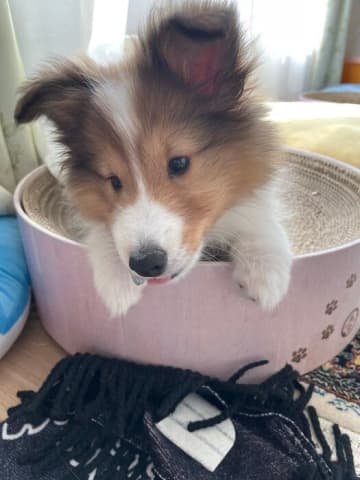 小柄だった生後3カ月のシェルティ子犬→約半年でぐんと成長し「家がパッと明るくなるような存在」に！