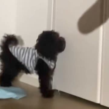 「可愛すぎて変な声出たｗ」手の影を壁に映したら、赤ちゃん犬が反応して…純粋無垢すぎる『尊い行動』が128万再生「愛おしすぎるだろ…」