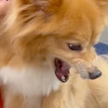 他店でトリマーに噛みつき、出禁になった犬をトリミングした結果→『驚くほどの神業』が21万再生「あれ？普通にいい子」「魔法の腕だ」と称賛